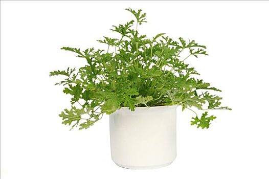 bạch thủ lô miễn phí