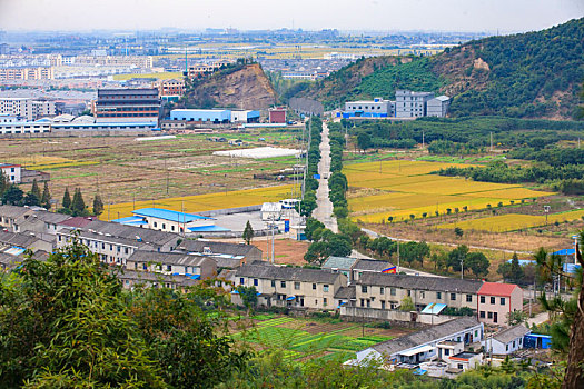 rong bạch kim 88