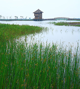 soi mien phi