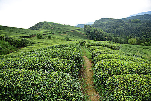 soi cau lo kep ngon
