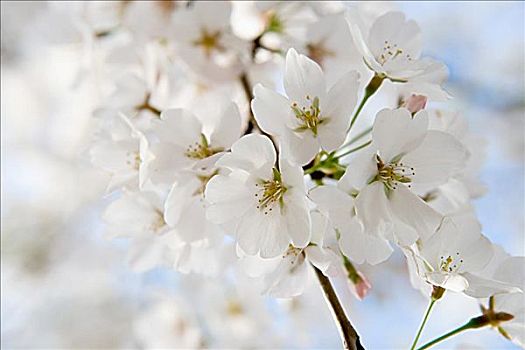 lô bạch thủ miền bắc