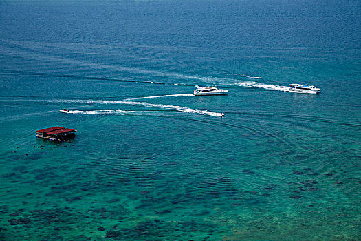 bach thu soi cau