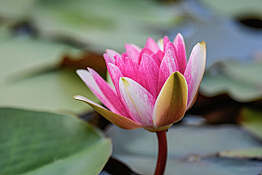 soi số miền bắc