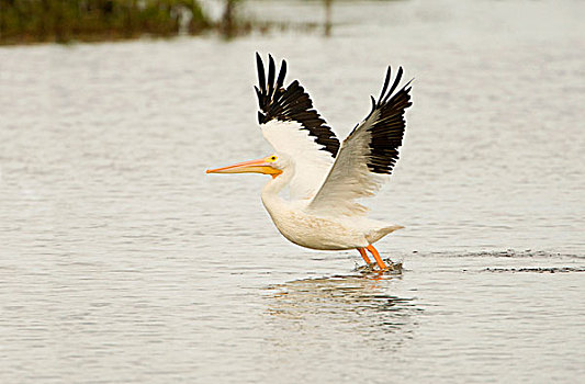 soi cầu tuấn vũ