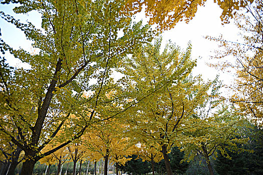 bạch thủ lô miễn phí