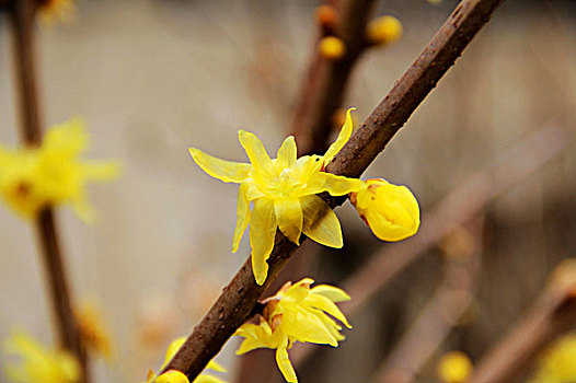 xổ số tra cứu