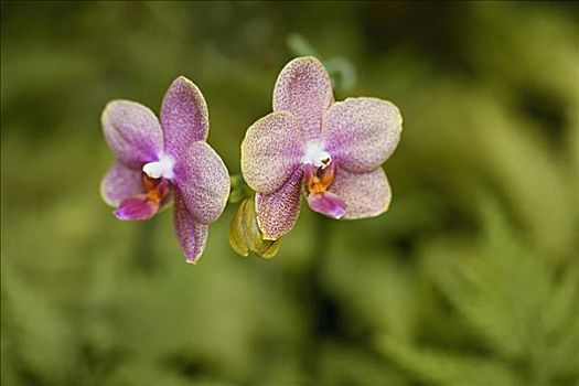 cách soi đề