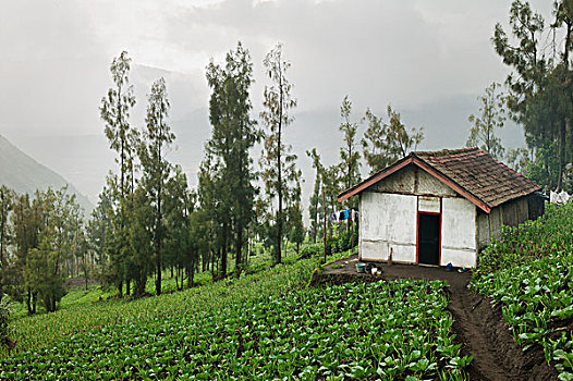soi bạch thủ đề hôm nay