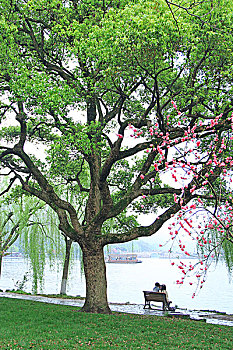 cầu bạch thủ miền bắc