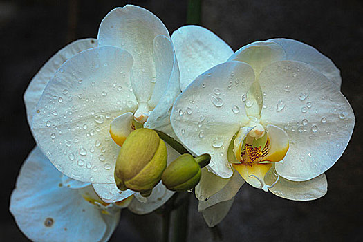 đề hôm nay con gì