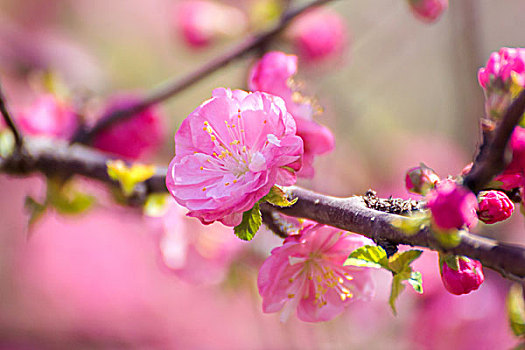 bạch thủ đề hôm nay con gì