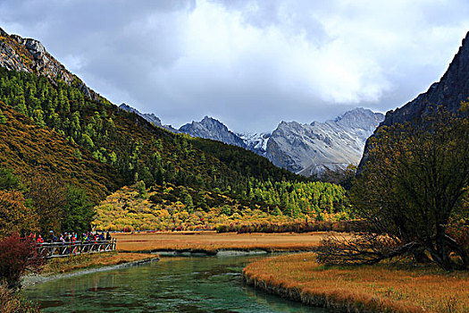 cầu bạch thủ 247