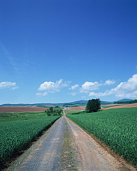 cau bach thu lo