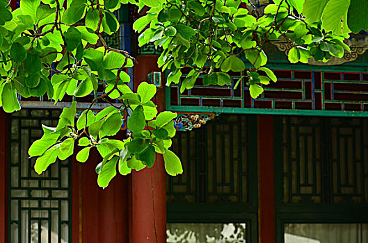 soi cau lo bach thu mien phi