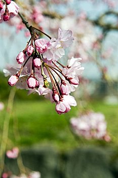 xổ số lâm đồng