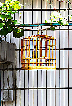 chơi lô
