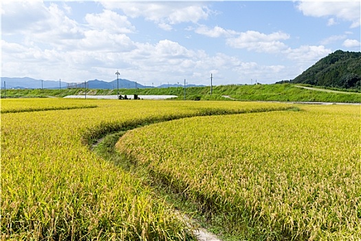 soi cầu lo bạch thủ